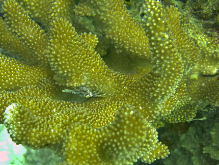 PAS 6233