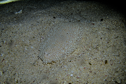 IMG 0036