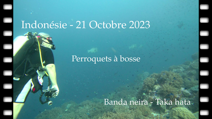 perroquets-bosse-21-10-2022