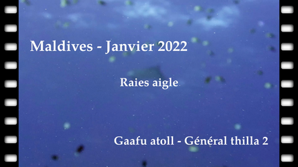 raie-aigle-01-02-7895