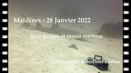 raie-guitare-28-01-0028